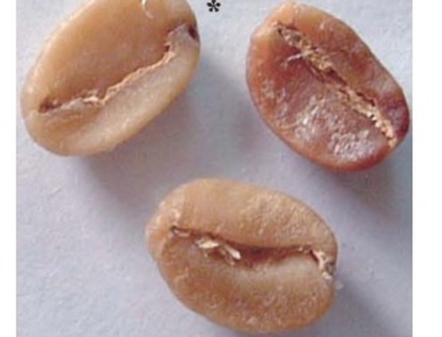 Grano agrio