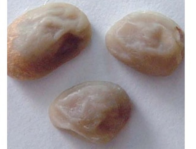 Grano averanado
