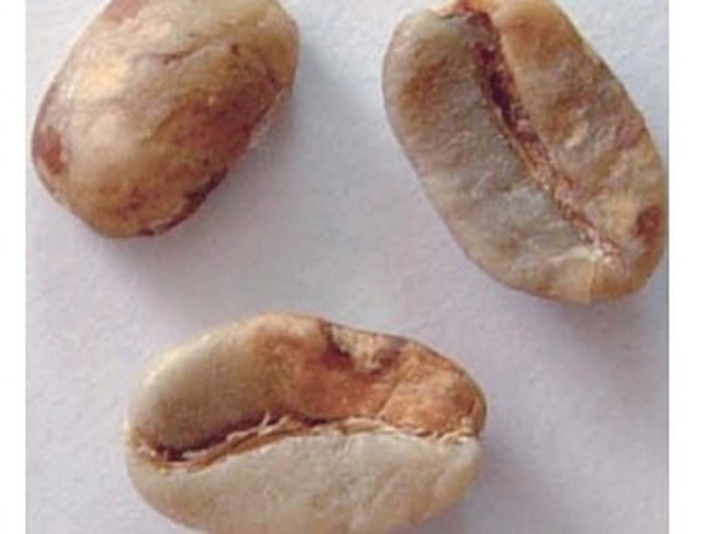 Daño por hongos o cardenillo