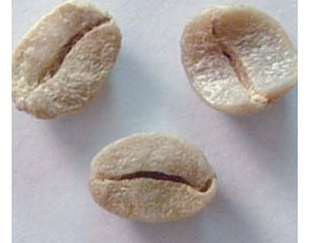 Grano inmaduro