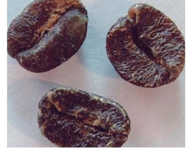 Grano negro