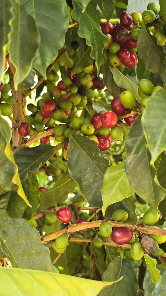 Cereza de café madurando