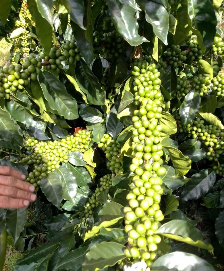 Revisando la cosecha de cereza verde