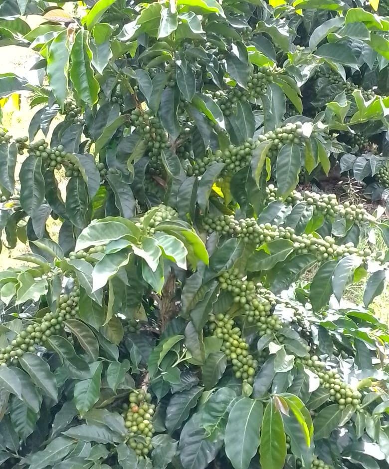Mata de café cargada de cereza verde