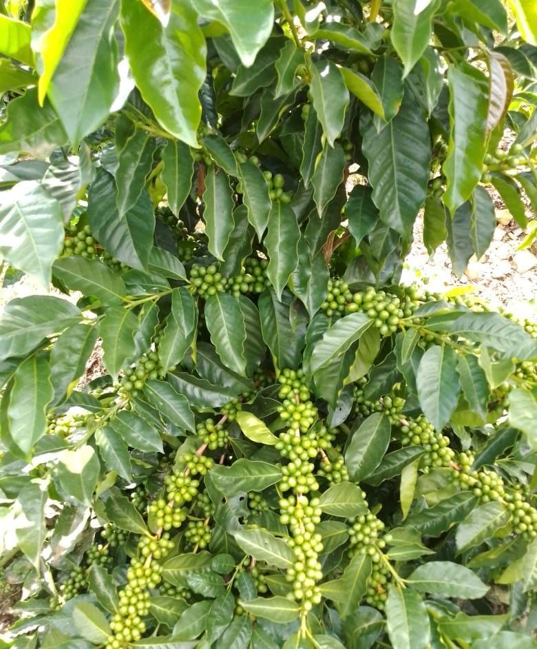 Racimos de cereza de café verde