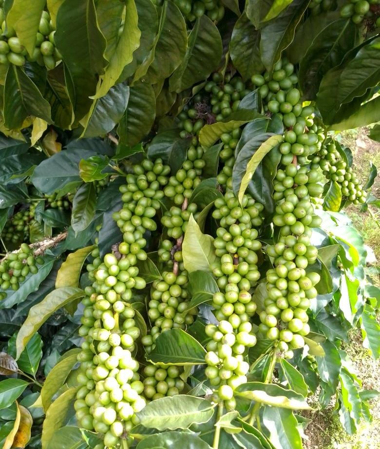 Rama cargada de cereza de café verde