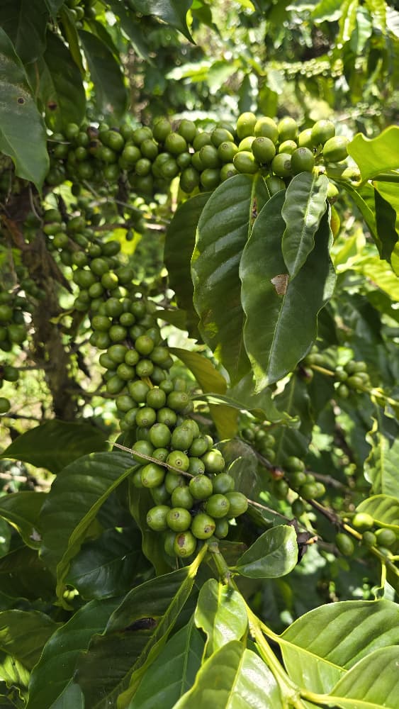 Cereza de café verde en la mata