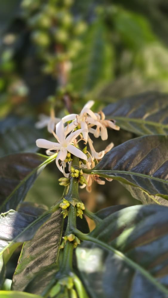 Flor del cafeto en tierras venezolanas